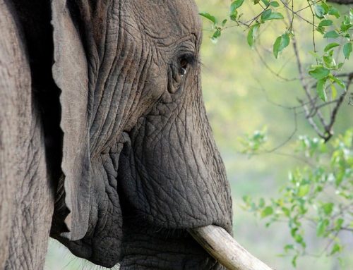 Empathie für den Elefanten