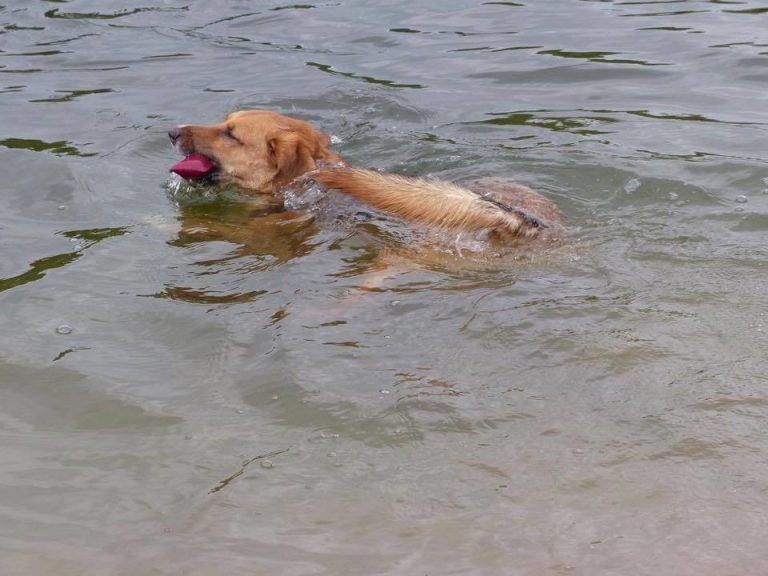 Können alle Hunde schwimmen? Gute Laune Dogs